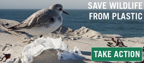 Save-Marine-Wildlife-From-Plastic